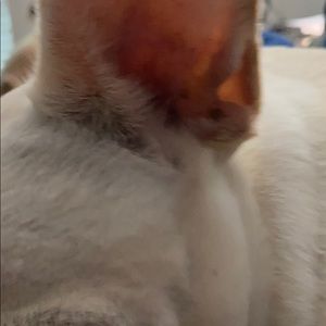 Meet your Posher, Peter